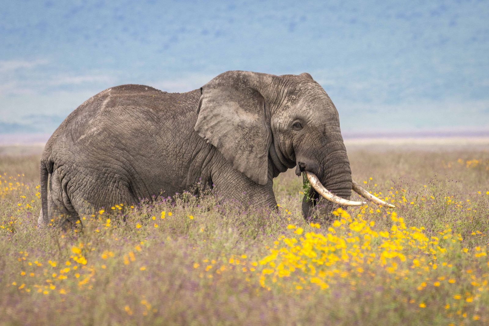 Tanzania Wildlife Ngorongoro olifant gele bloemen AZ (1).jpg - Jambo Safari Club